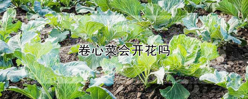 卷心菜会开花吗