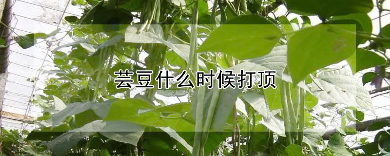 芸豆什么时候打顶