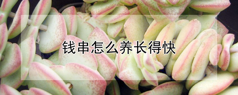 钱串怎么养长得快