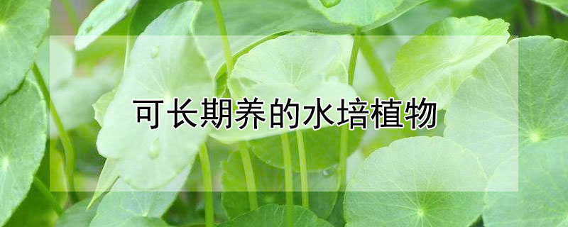 可长期养的水培植物