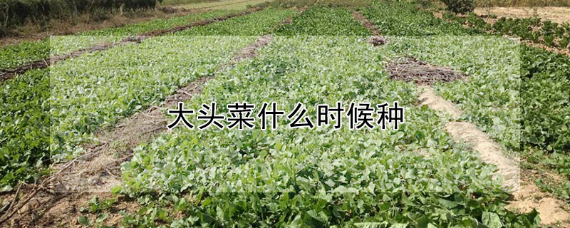 大头菜什么时候种