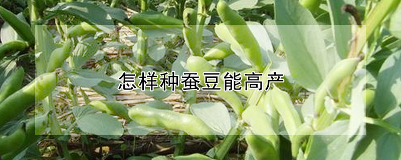 怎样种蚕豆能高产 —【发财农业网】