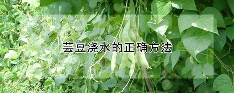 芸豆浇水的正确方法