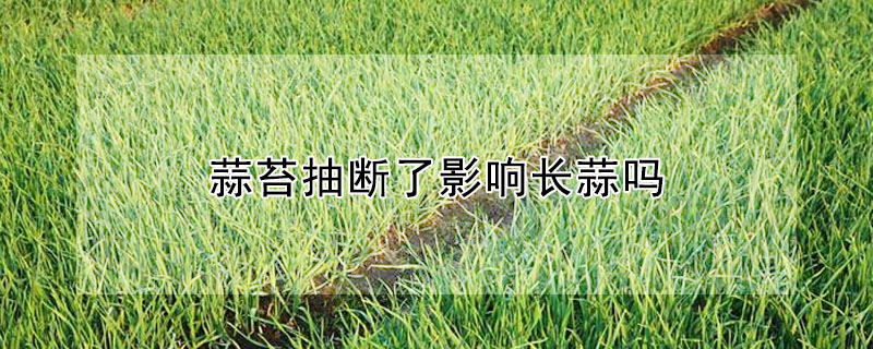 蒜苔抽断了影响长蒜吗