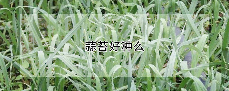 蒜苔好种么