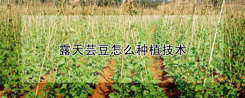 露天芸豆怎么种植技术