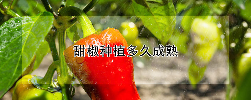 甜椒种植多久成熟 —【发财农业网】