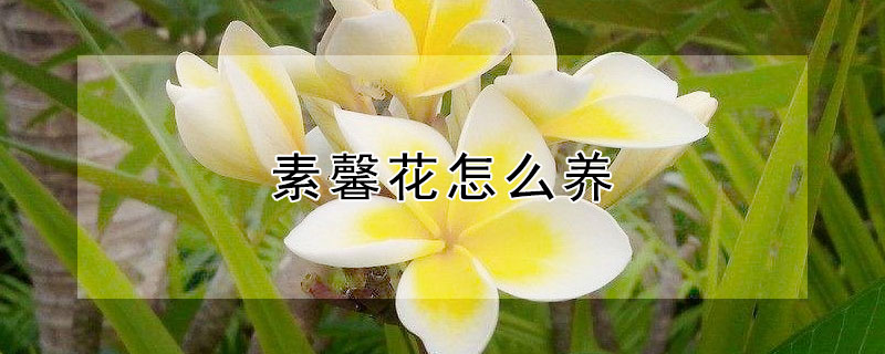 素馨花怎么养