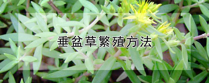 垂盆草繁殖方法