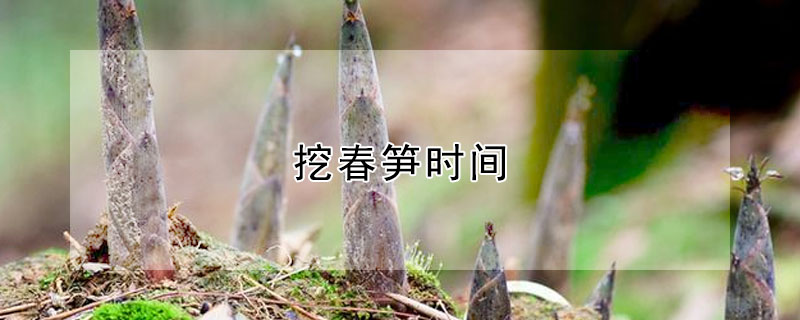 挖春笋时间