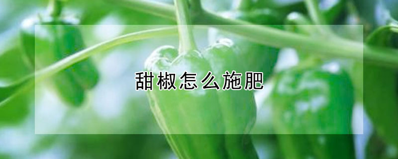 甜椒怎么施肥