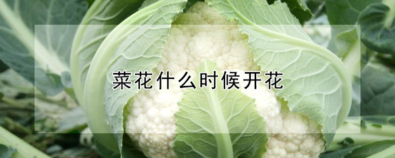 菜花什么时候开花