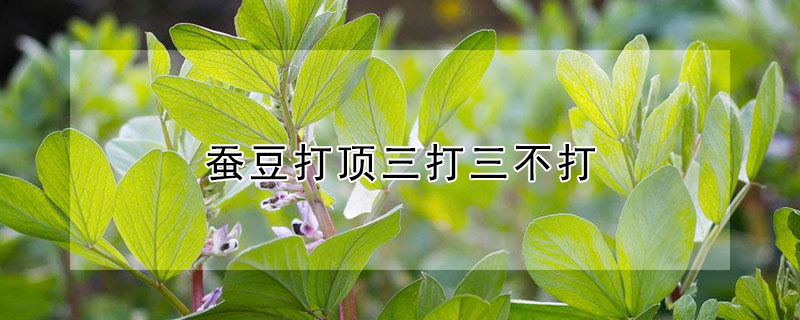 蚕豆打顶三打三不打