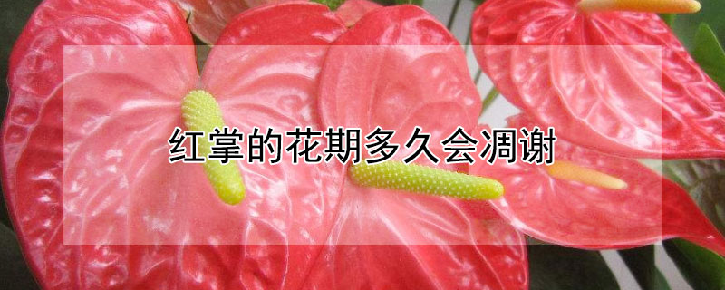 红掌的花期多久会凋谢