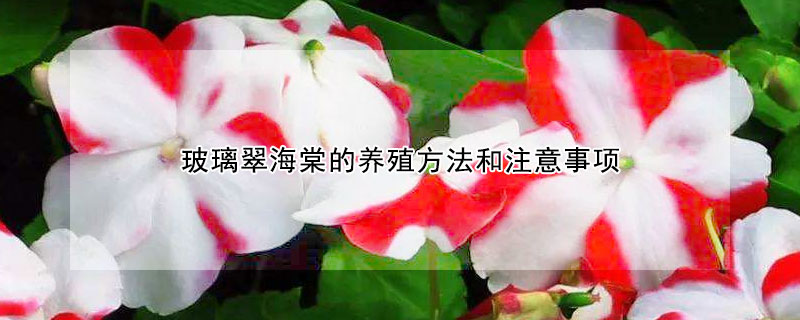 玻璃翠海棠的养殖方法和注意事项