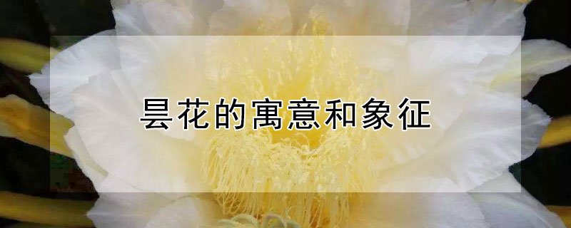 昙花的寓意和象征