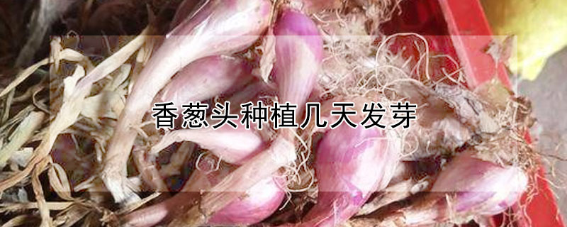 香葱头种植几天发芽 —【发财农业网】