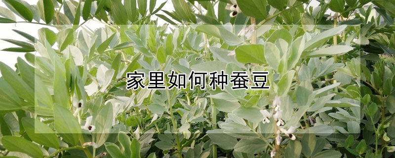 家里如何种蚕豆