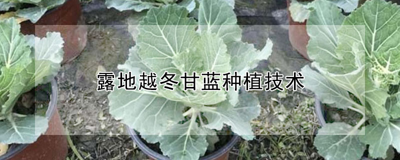 露地越冬甘蓝种植技术