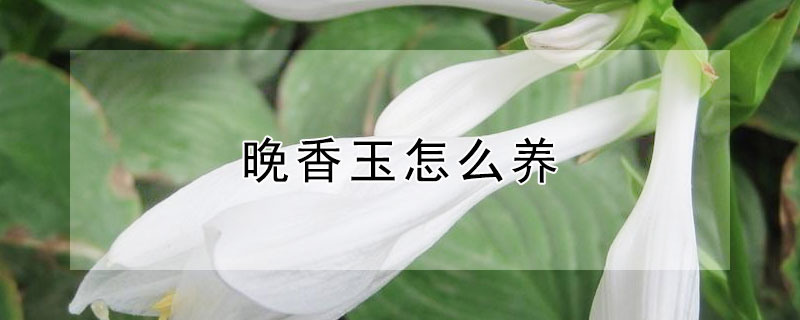 晚香玉怎么养