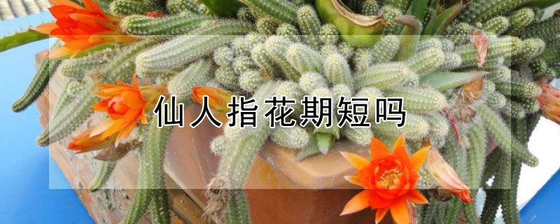 仙人指花期短吗