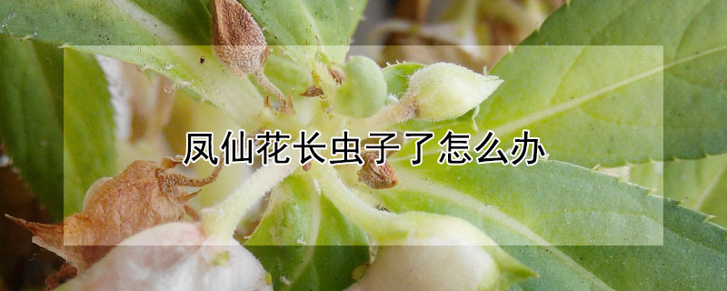 凤仙花长虫子了怎么办