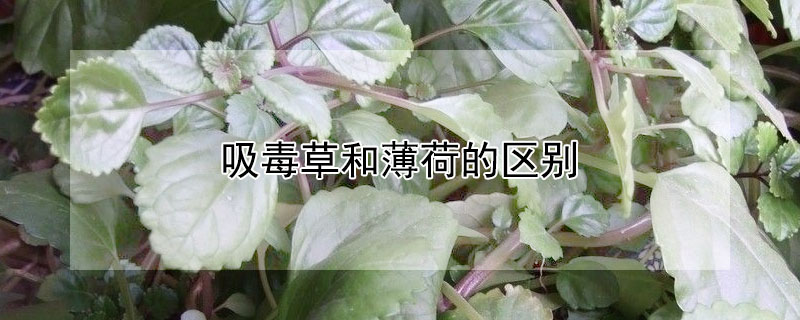 吸毒草和薄荷的区别