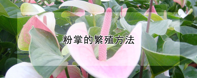 粉掌的繁殖方法