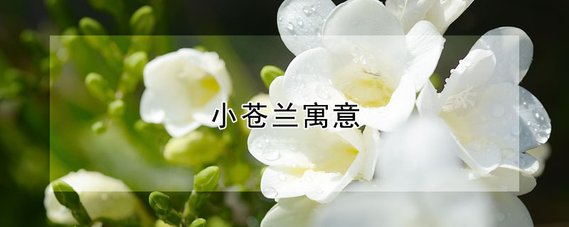 小苍兰寓意