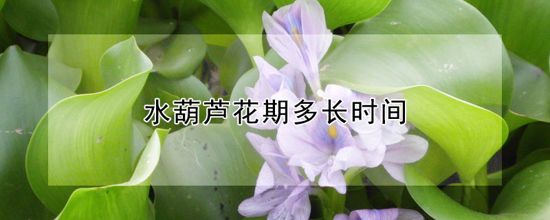 水葫芦花期多长时间