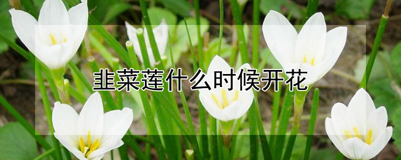 韭菜莲什么时候开花