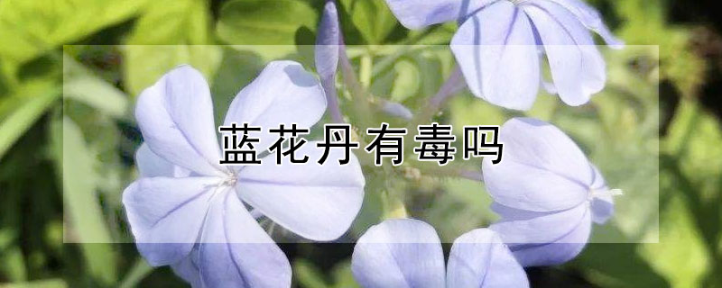 蓝花丹有毒吗