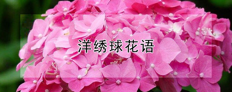 洋绣球花语