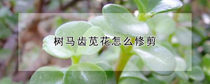 树马齿苋花怎么修剪