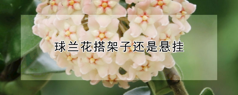 球兰花搭架子还是悬挂