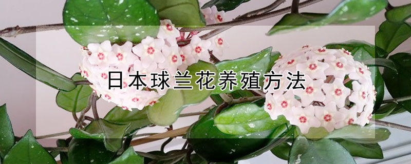 日本球兰花养殖方法