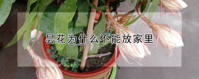 昙花为什么不能放家里