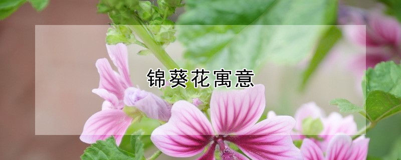 锦葵花寓意