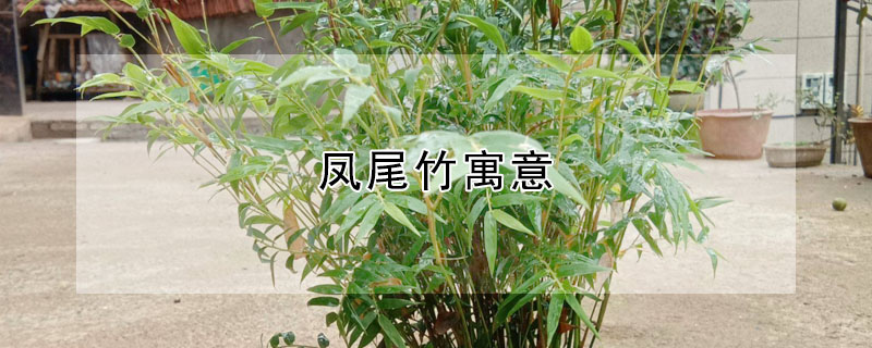 凤尾竹寓意