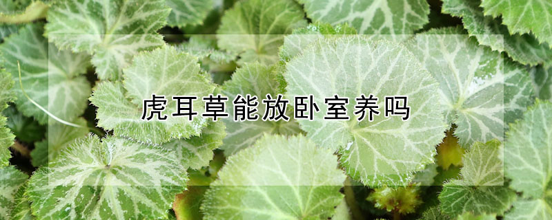 虎耳草能放卧室养吗