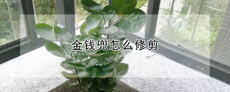 金钱兜怎么修剪