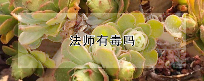 法师有毒吗