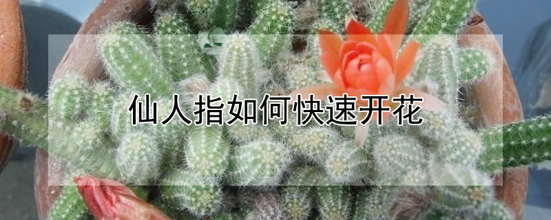 仙人指如何快速开花