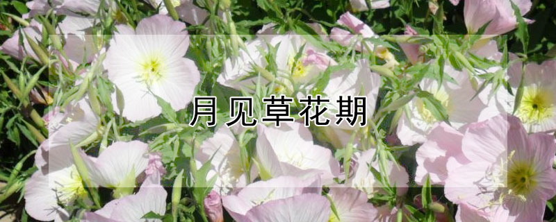 月见草花期