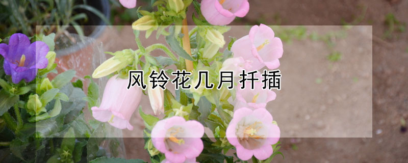 风铃花几月扦插