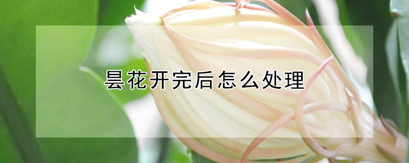 昙花开完后怎么处理