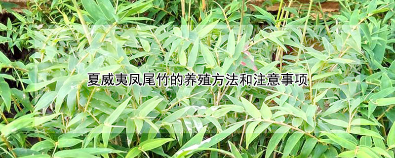 夏威夷凤尾竹的养殖方法和注意事项