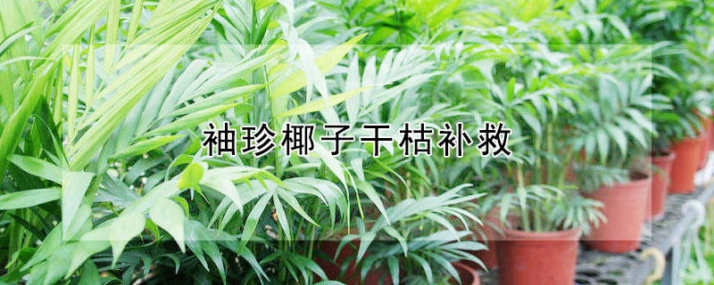 袖珍椰子干枯补救