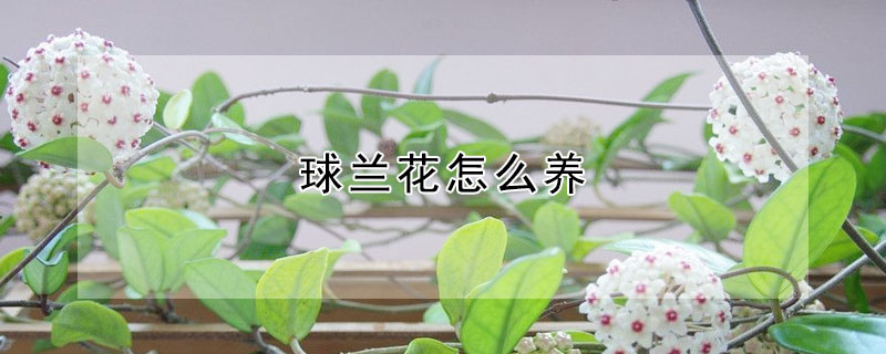 球兰花怎么养