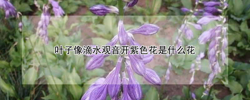 叶子像滴水观音开紫色花是什么花